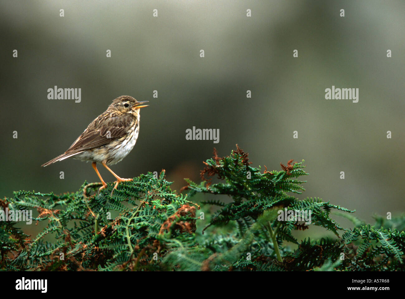 Meadow Pipit Anthus pratensis, view of an adult bird perched on ferns, Derbyshire,UK Stock Photo