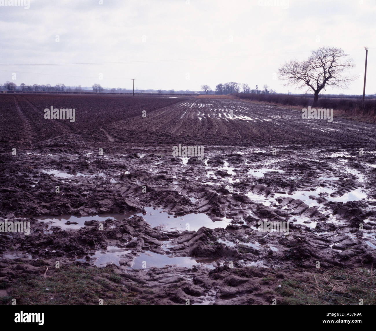 Muddy field Lincolnshire UK Stock Photo Alamy