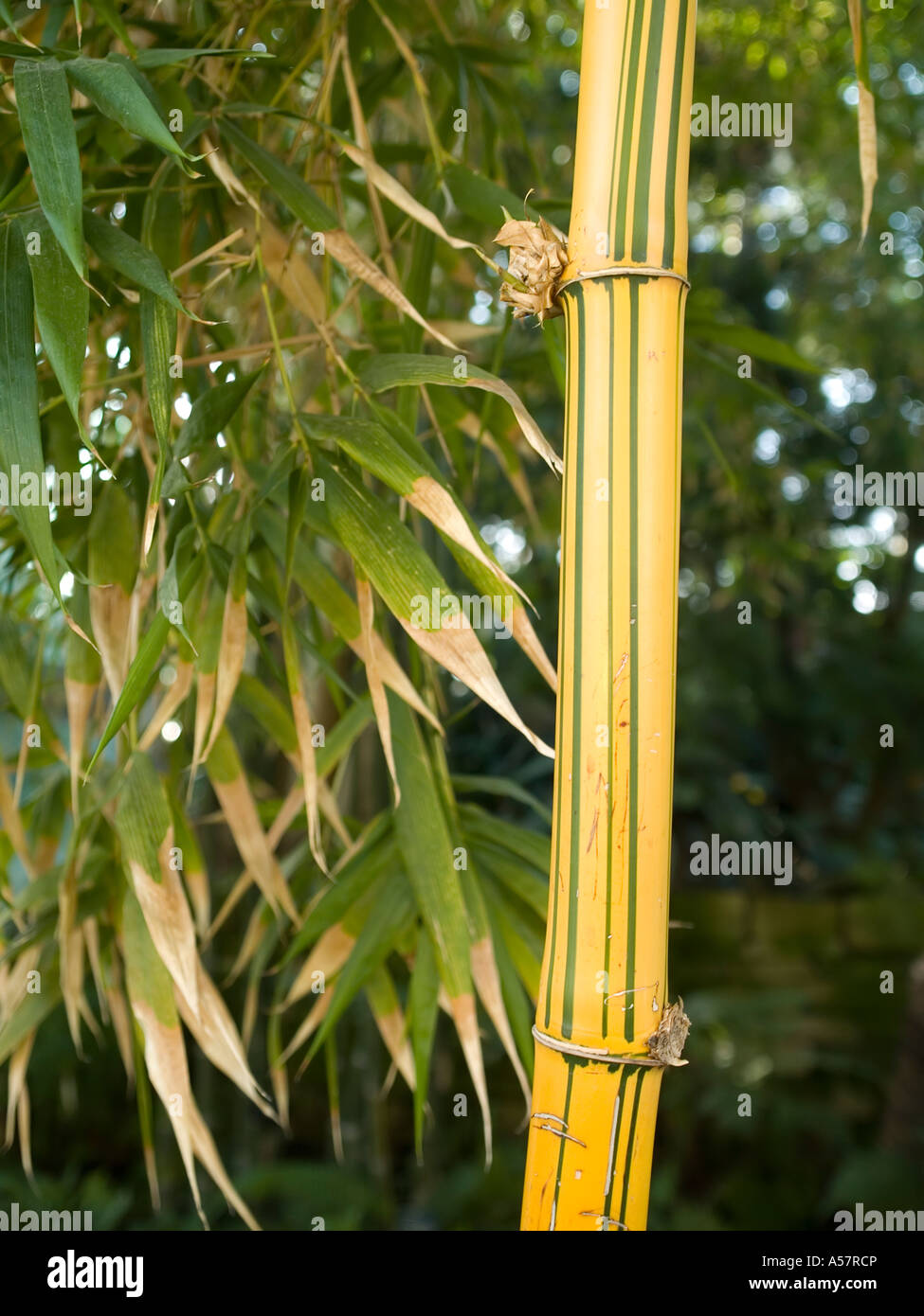 Green and yellow striped bamboo plant stem in Sunderland Winter gardens