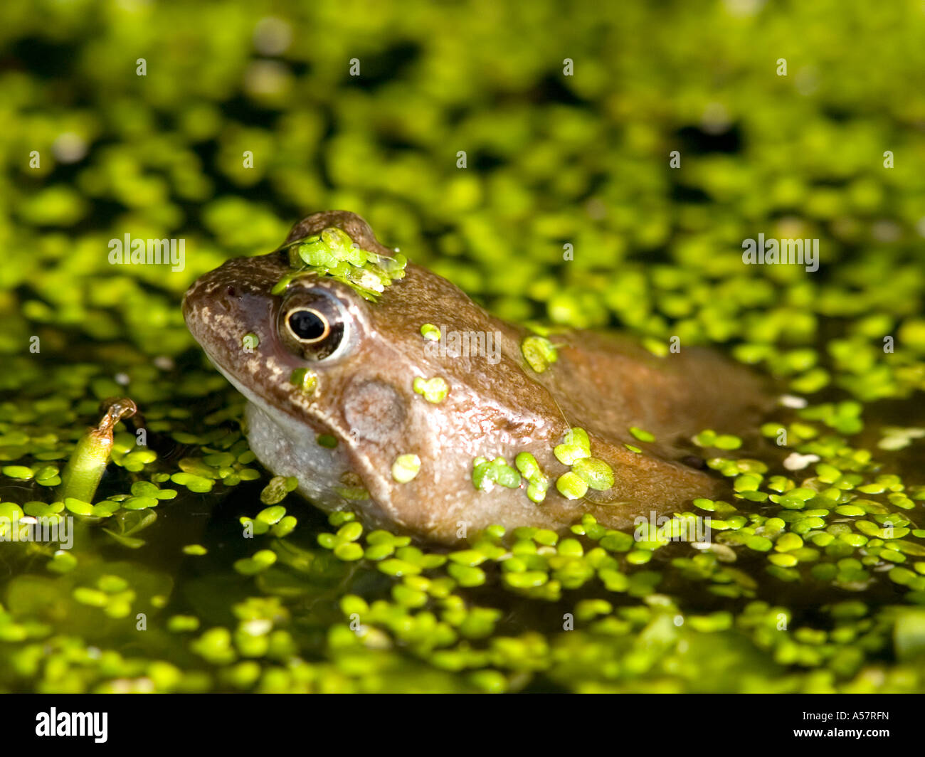 Common Frog Rana temporaria in duck weed in a garden pond Stock Photo
