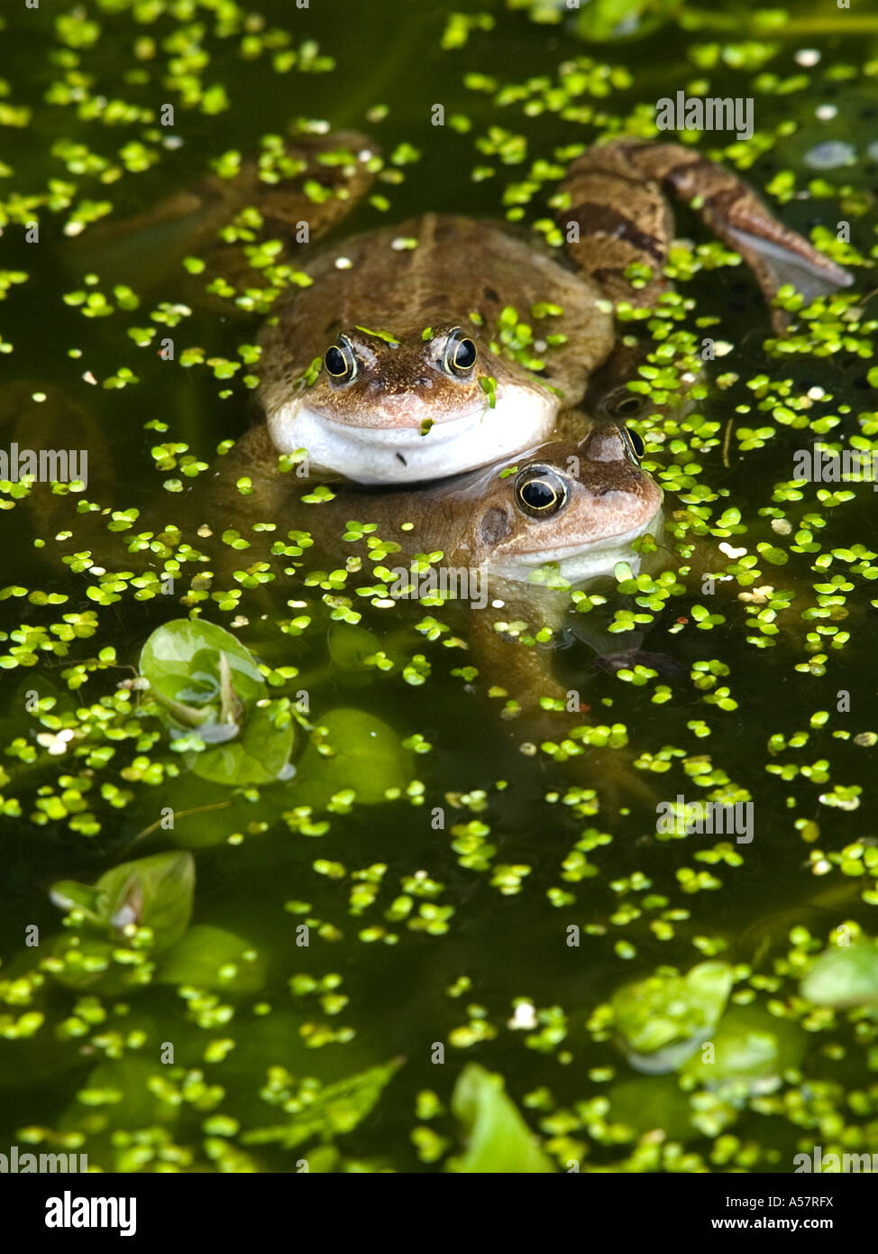 Mating Common Frogs Rana temporaria in duck weed in a garden pond Stock Photo