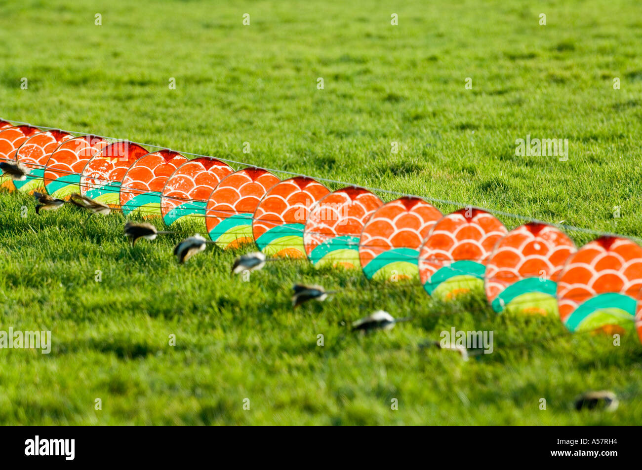 Tail of the Chinese Dragon kite Stock Photo Alamy