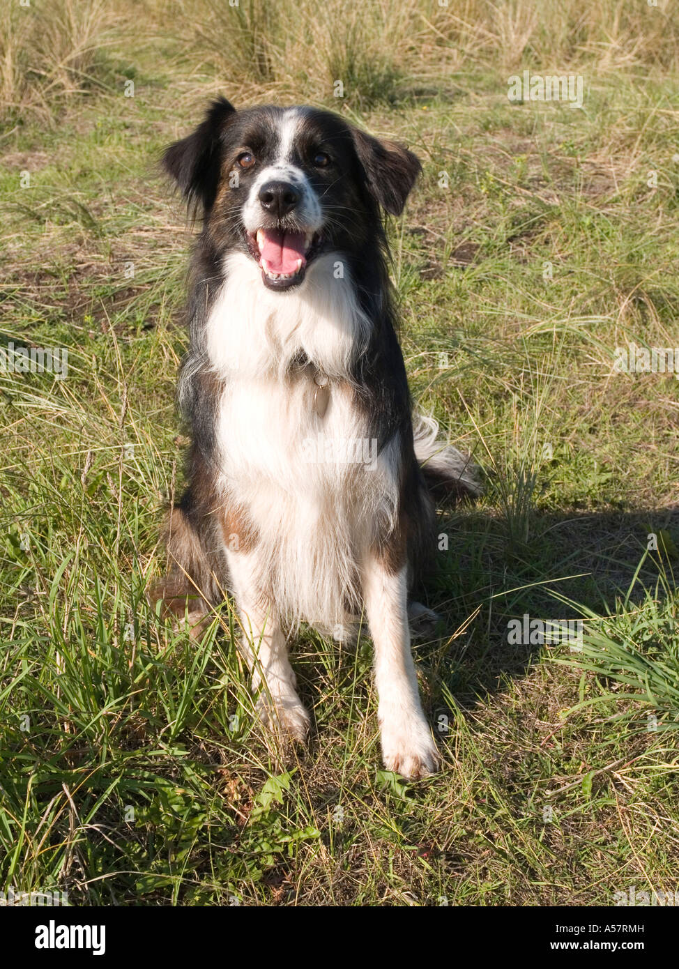 rough collie cross border collie