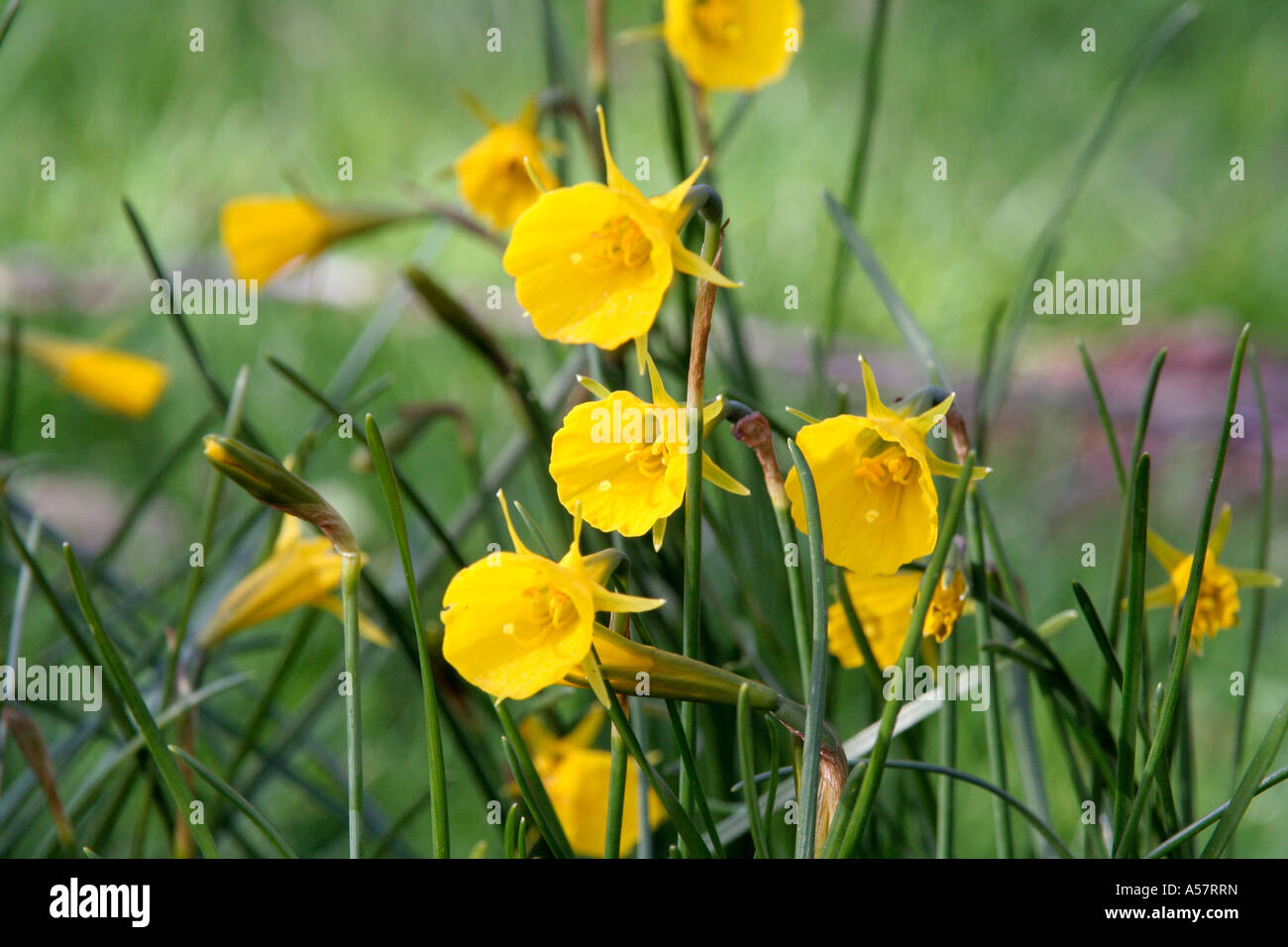 Narcissus bulbicodium Golden Bells Stock Photo Alamy