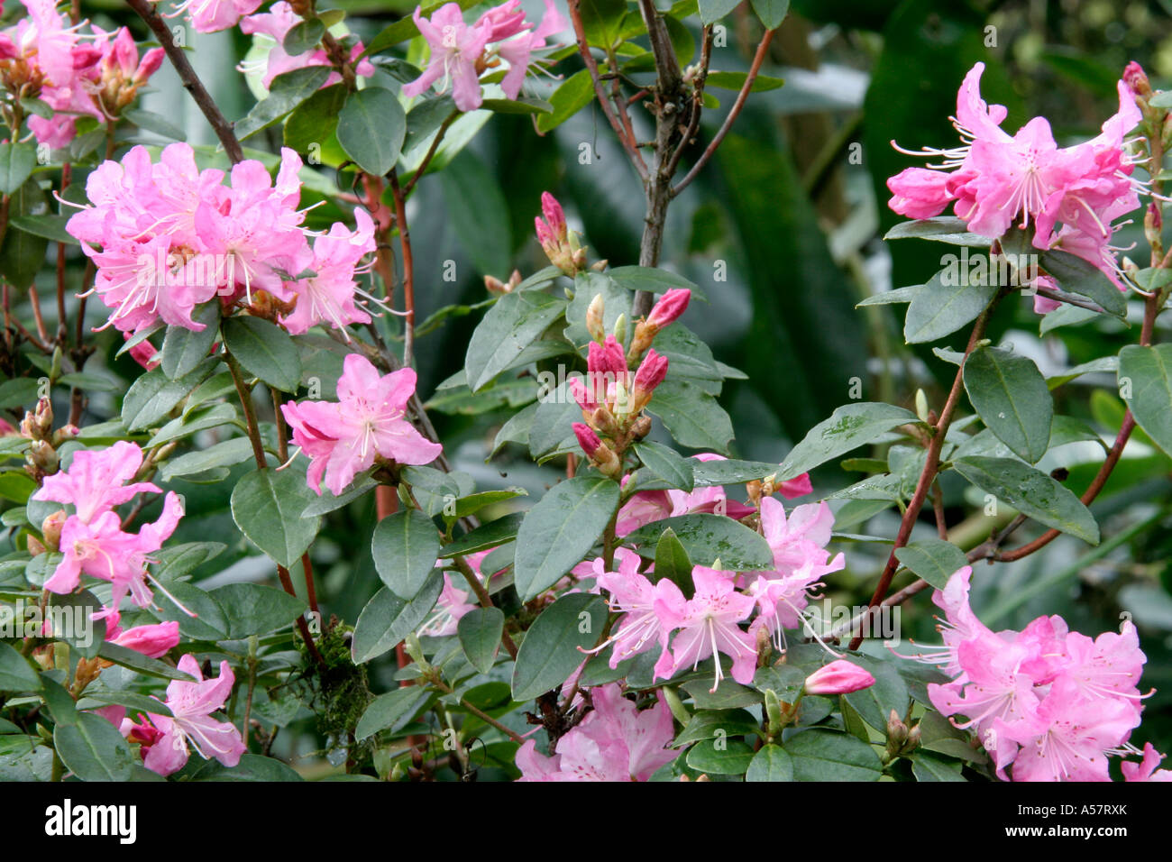 Rhododendron Anna Baldsiefen March 12 Stock Photo - Alamy