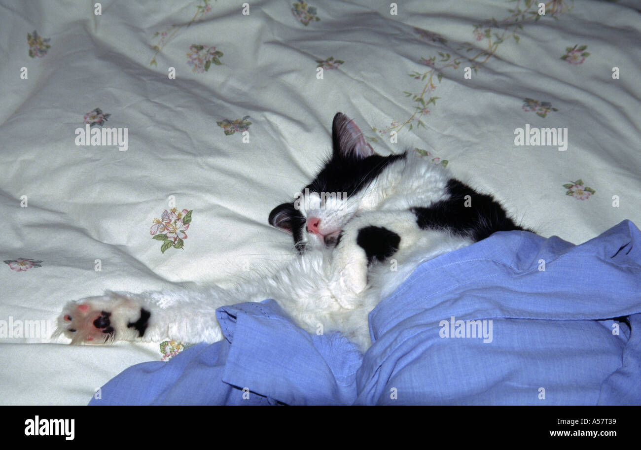 Black and white cat sleeping on bed covered with blue shirt Stock Photo