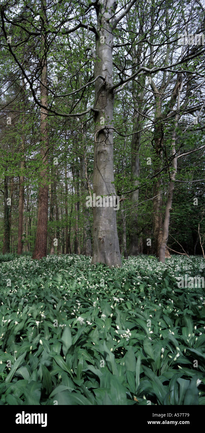 Deciduous woodland in Spring with carpet of Ransoms wild garlic Stock Photo