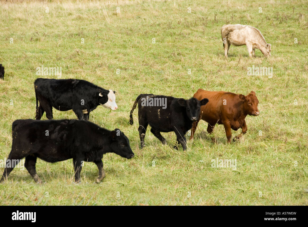 Texas longhorn cattle graze in hi-res stock photography and images - Alamy