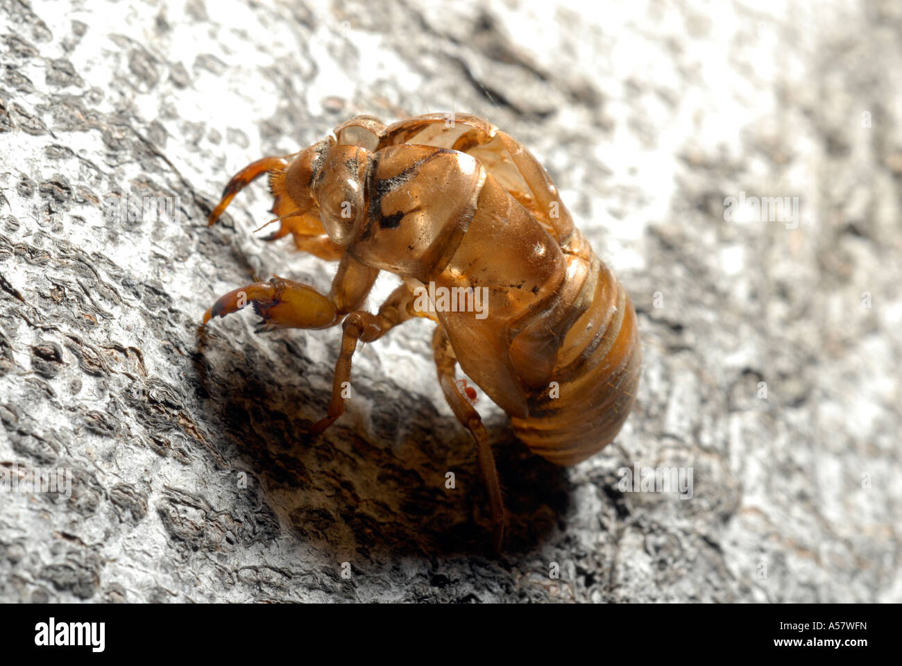Cicada shell on tree Stock Photo - Alamy