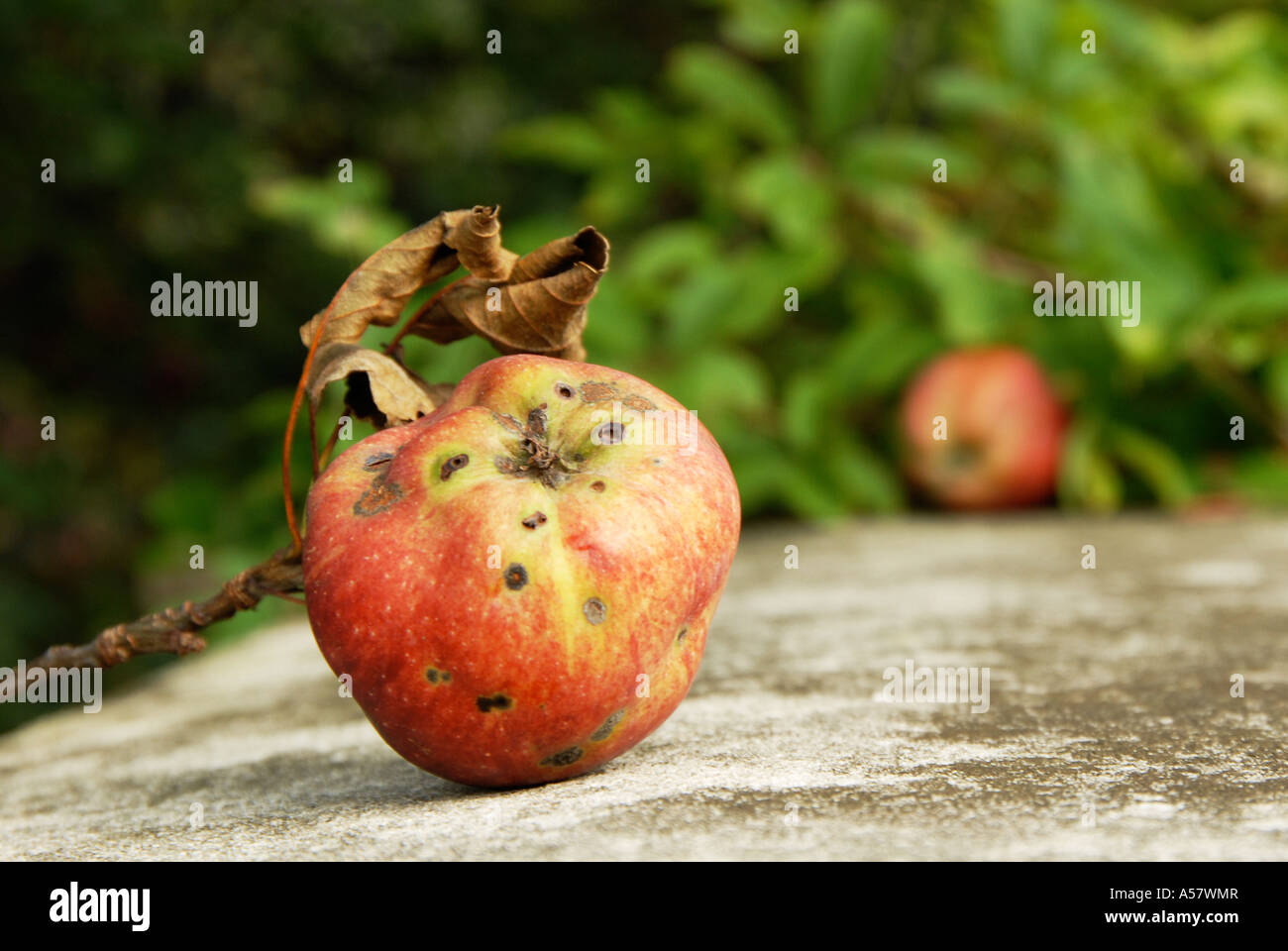 Wormy apple Stock Photo