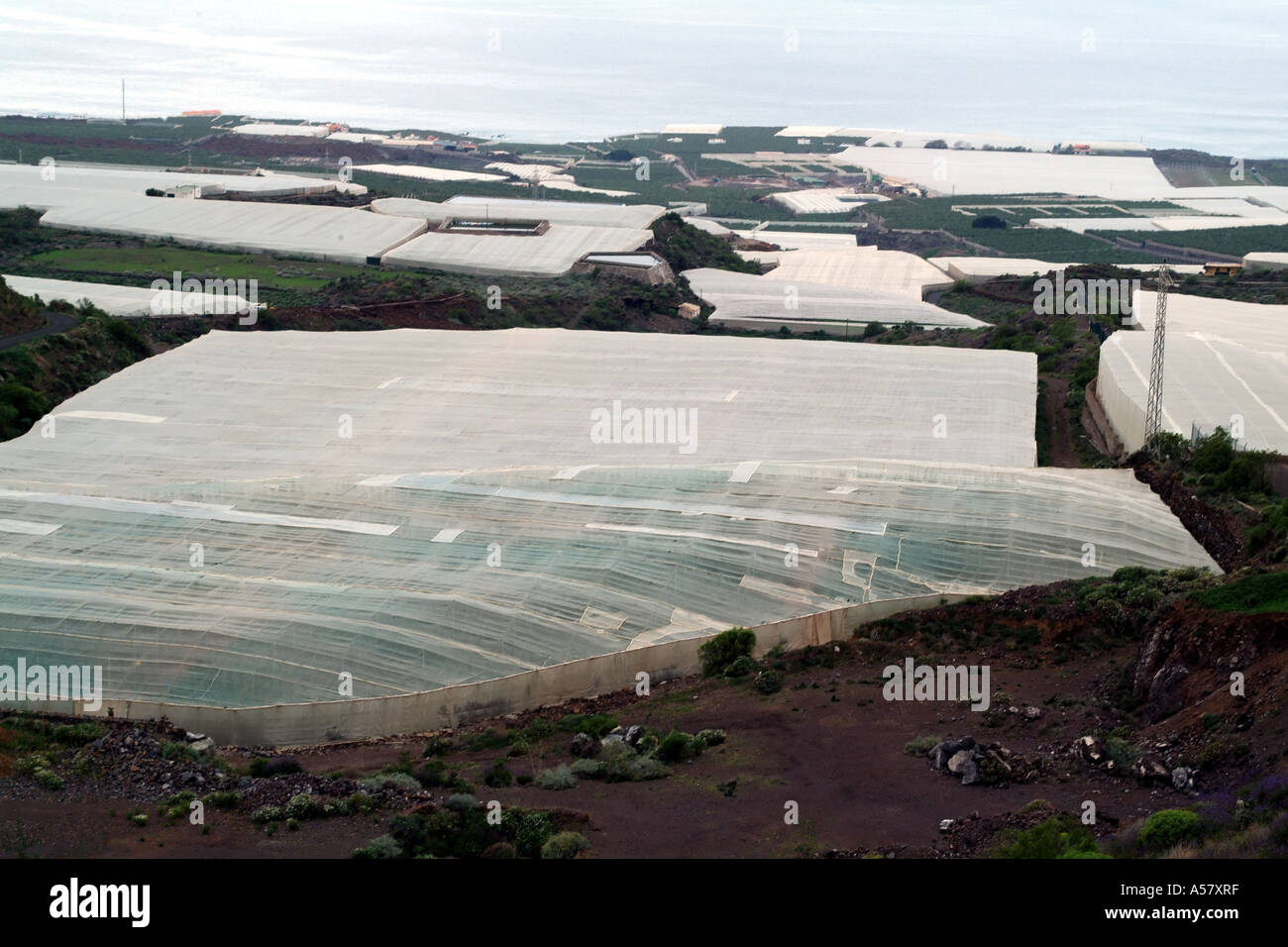 Banana plantation Tenerife Canary Islands Spain growing under plastic