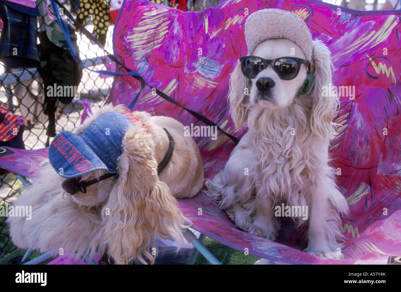 ha2054 4140 boardwalk venice beach california dog with glasses