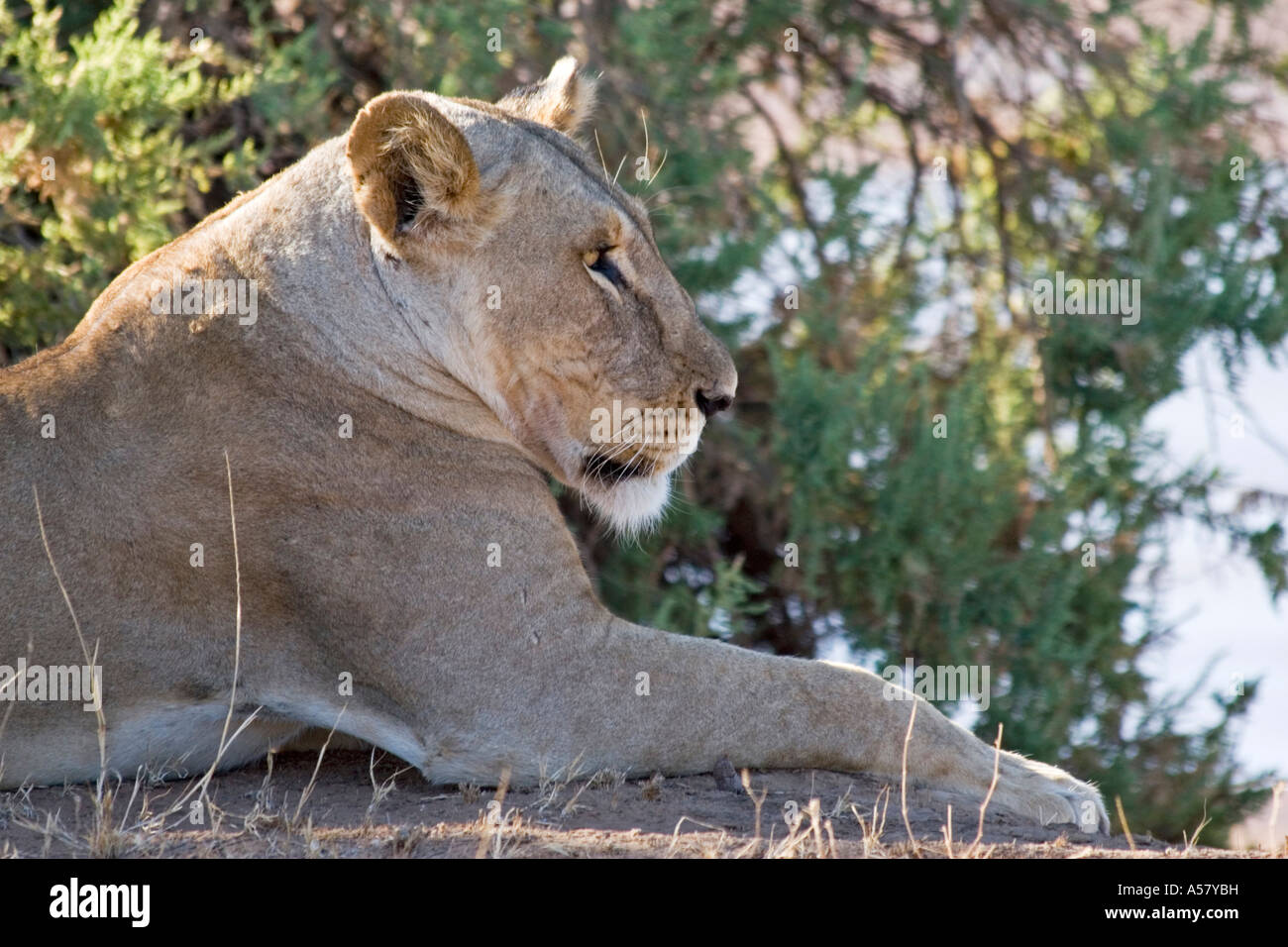 Lion Panthera leo Masai Mara Kenya Africa Stock Photo - Alamy
