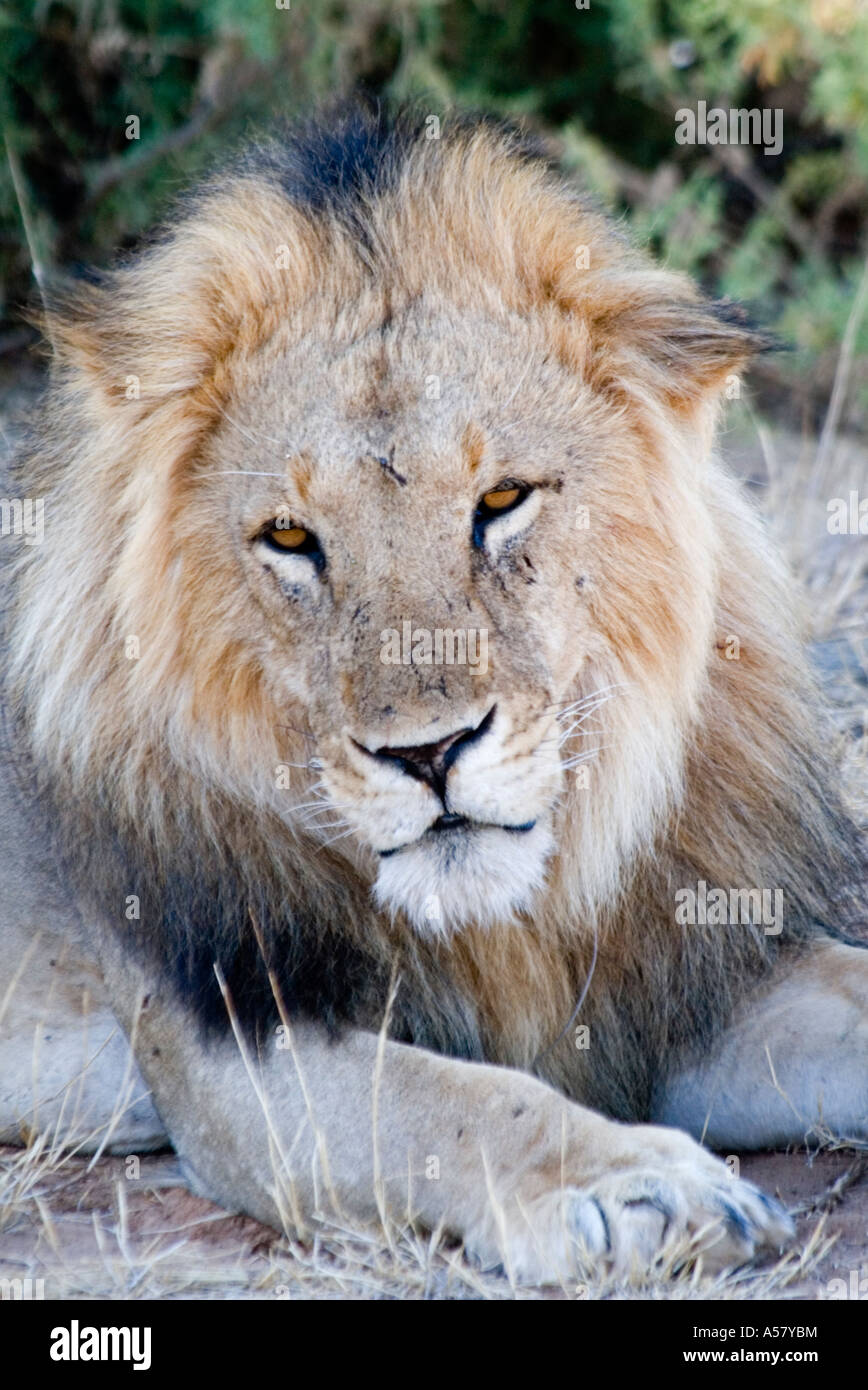 Male Lion Panthera leo Masai Mara Kenya Africa Stock Photo - Alamy