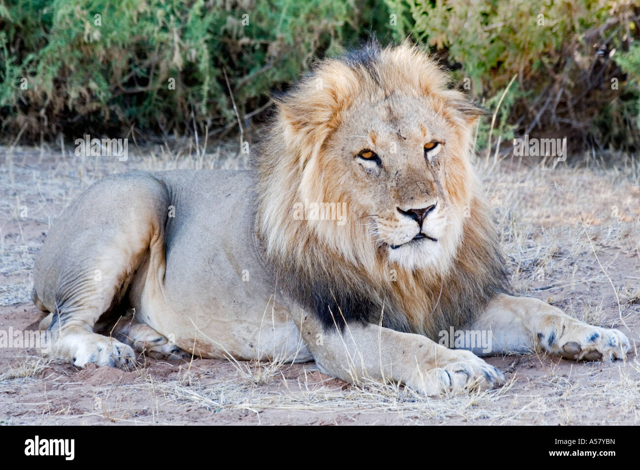 Male lion old hi-res stock photography and images - Alamy