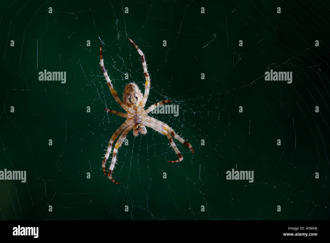 The European garden spider Araneus diadematus cross spider Stock Photo ...