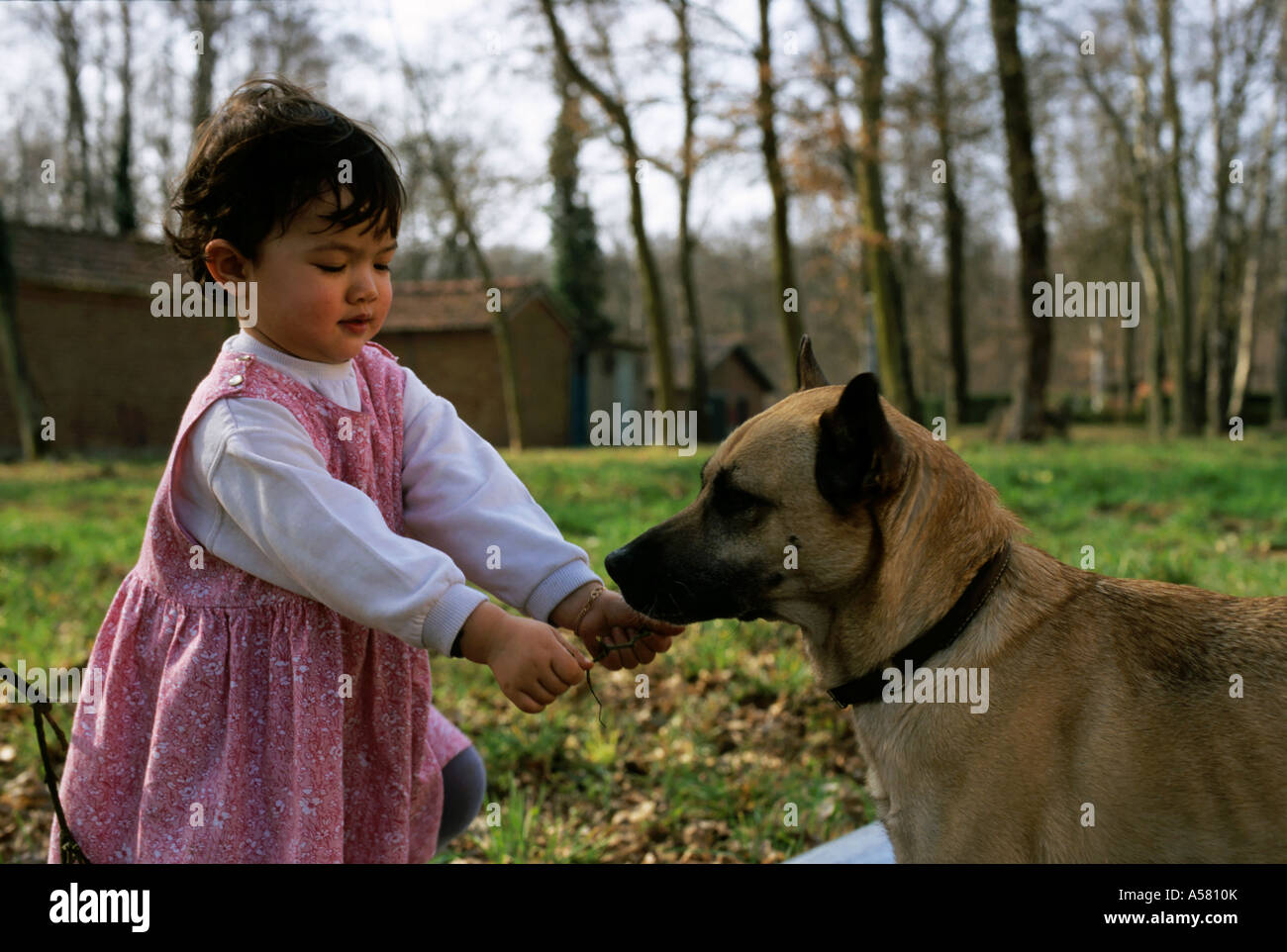 Little girl playing with a dog outside. Stock Photo