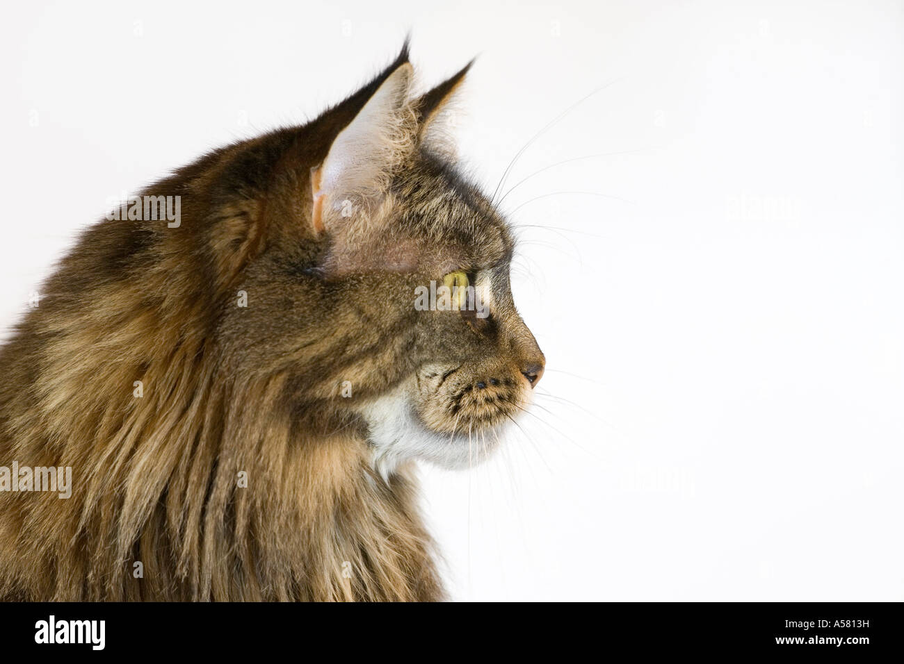 Portrait of a Maine Coon cat Stock Photo