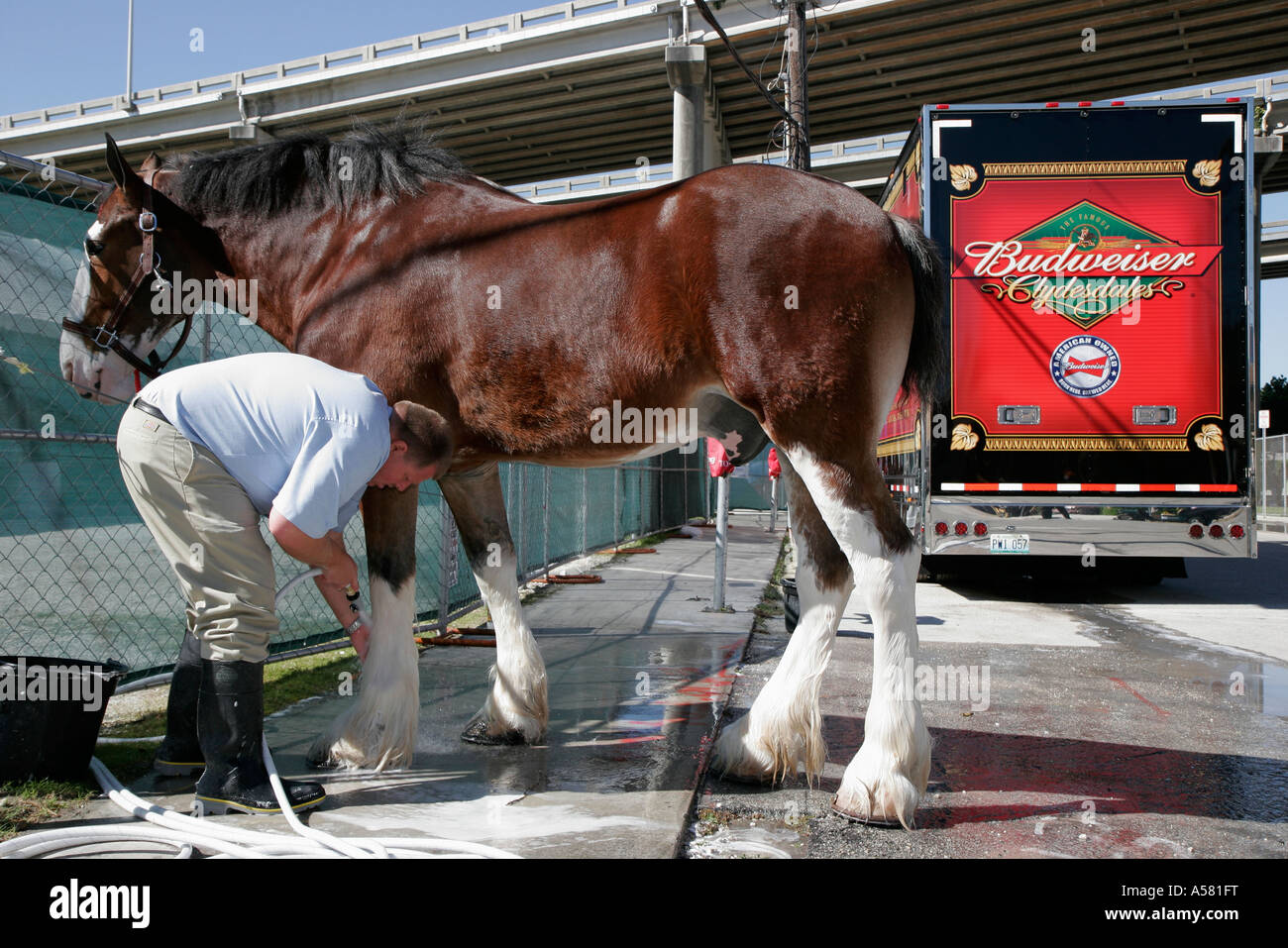 Miami Florida,Little Havana,Jose Marti Park,Budweiser Clydesdales,image,corporate marketing,public relations,show horses,man men male,groomer,washes f Stock Photo