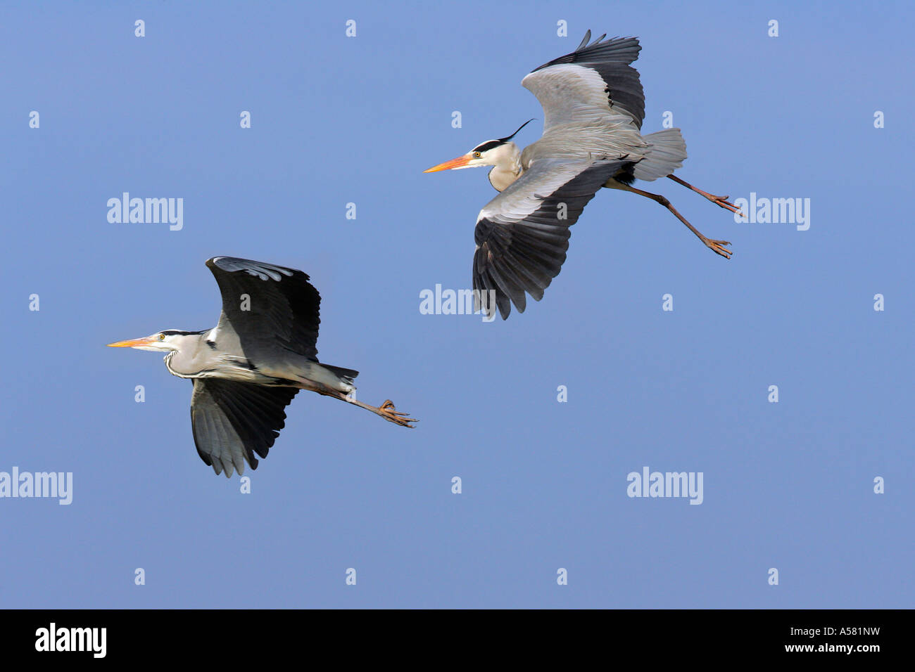 Couple of flying grey herons - gray herons - european common herons (Ardea cinerea) Stock Photo