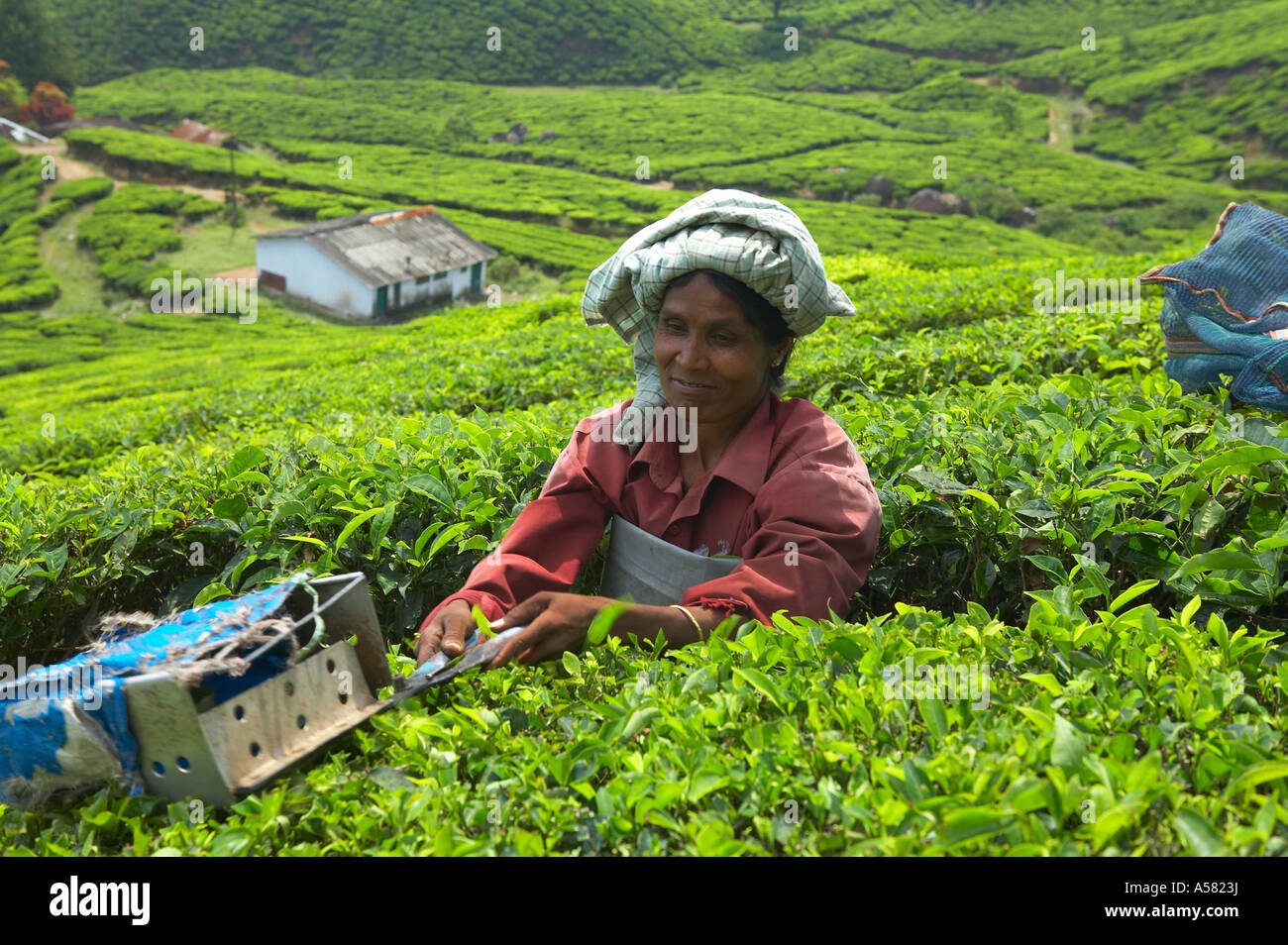 Gathering of tea, tea plantations in Kerala, India Stock Photo