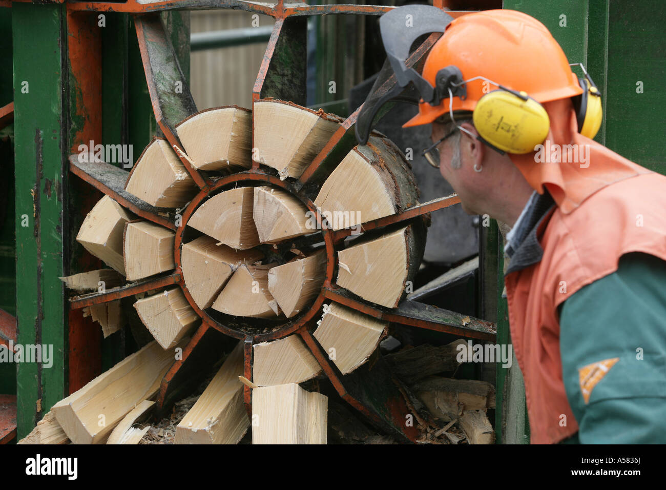 A splitter makes firewood from an tree trunk. Stock Photo