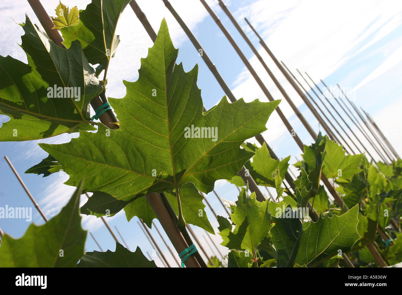 Young maple trees in a tree nursery Stock Photo