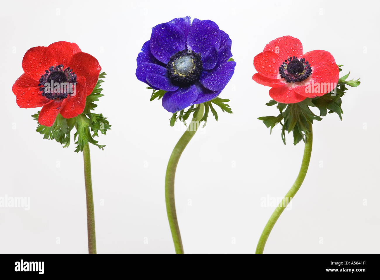 Anemones with water-drops, red and blue Stock Photo