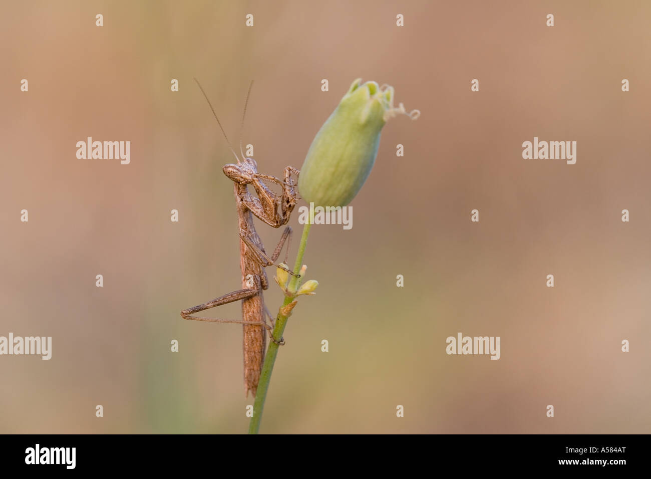 Praying Matis (Mantis religiosa) Stock Photo