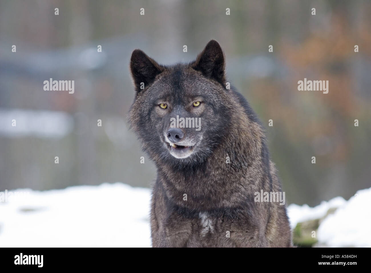 Wolf (Canis lupus) Stock Photo
