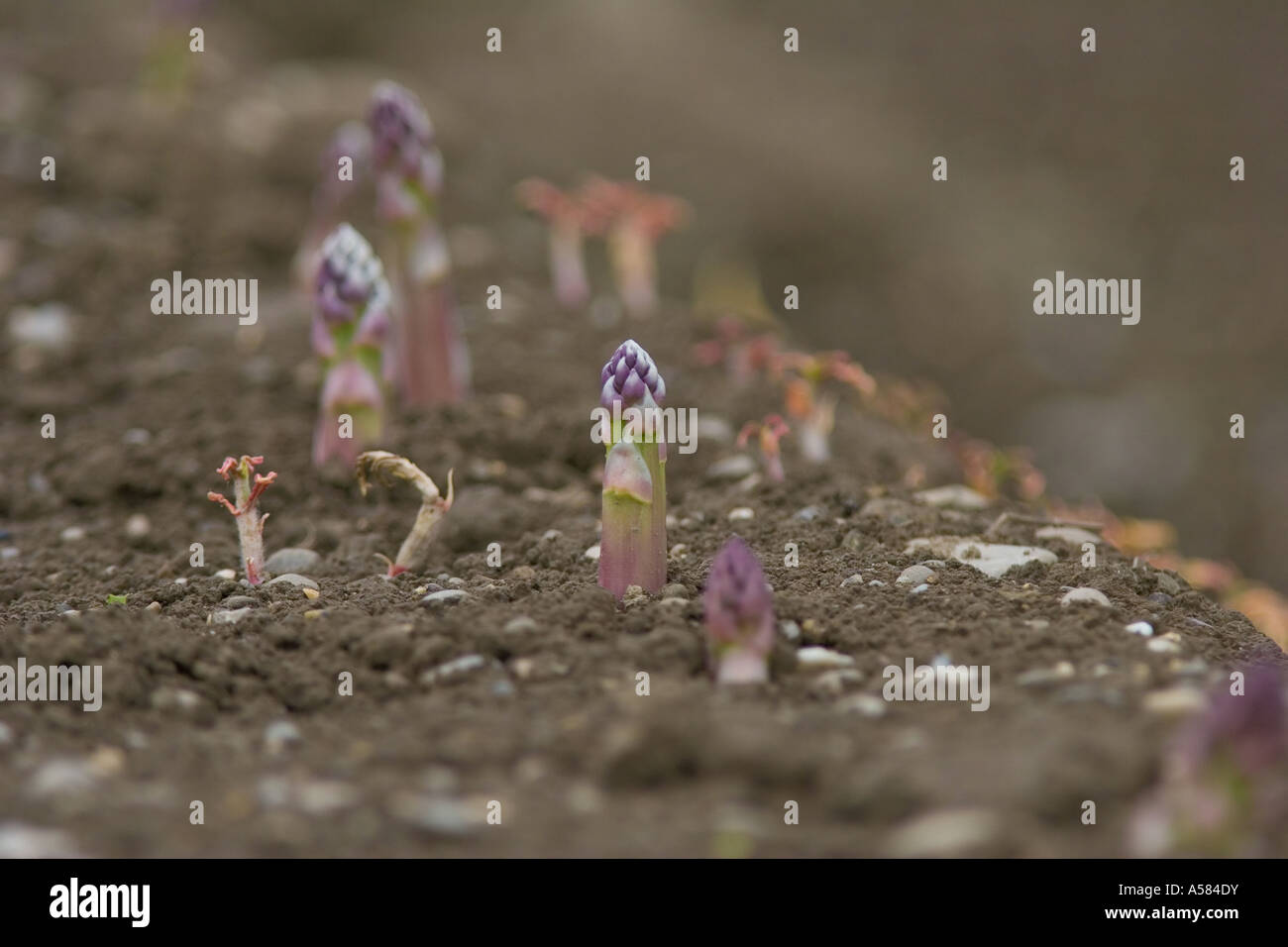 Asparagus Cultivation Stock Photo