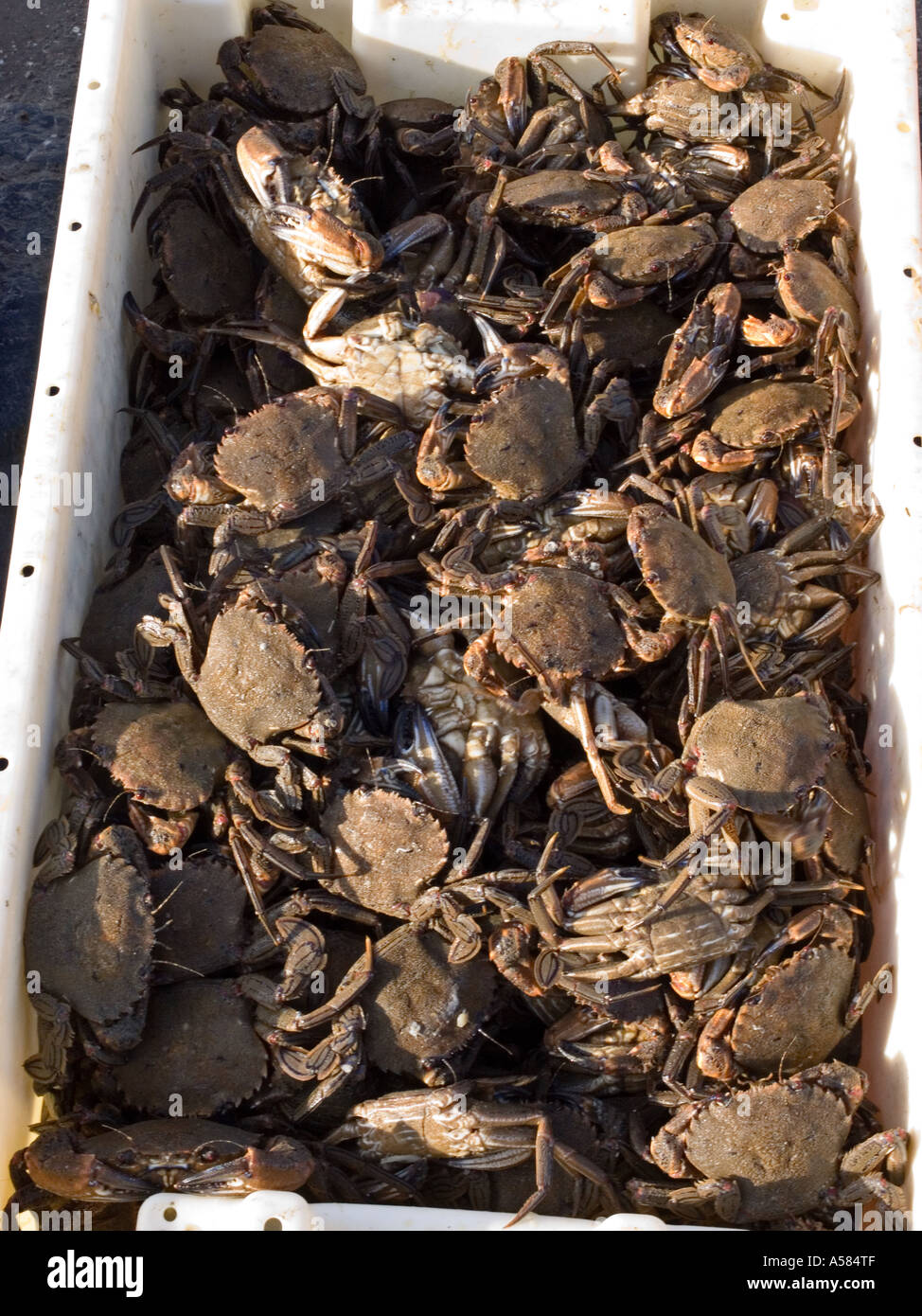 A box of crabs destined for foreign markets at the tiny harbour of Loughshinny, north county Dublin, Ireland Stock Photo
