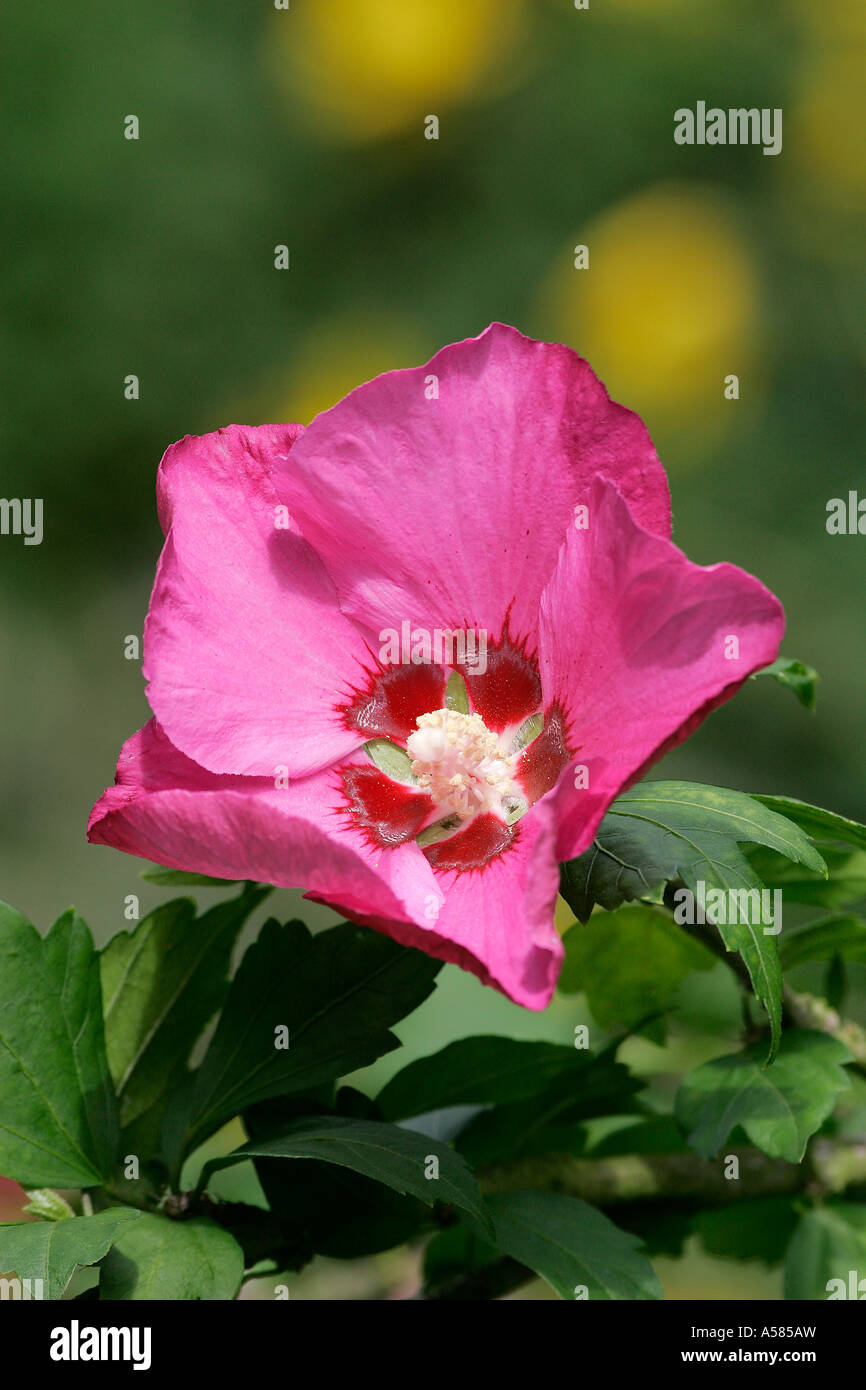 Blooming hibiscus shrub (Hibiscus syriacus) Stock Photo