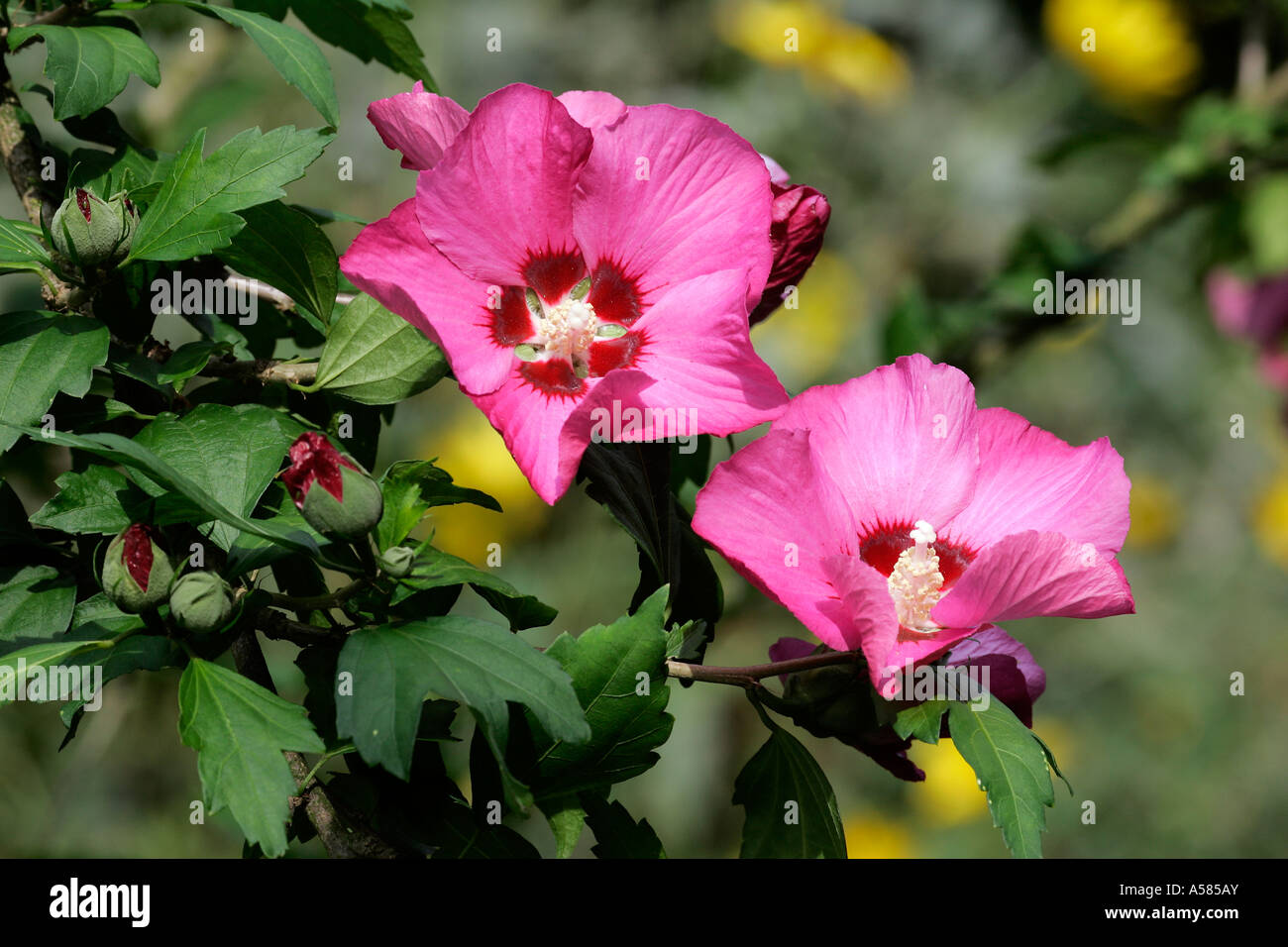 Blooming hibiscus shrub (Hibiscus syriacus) Stock Photo