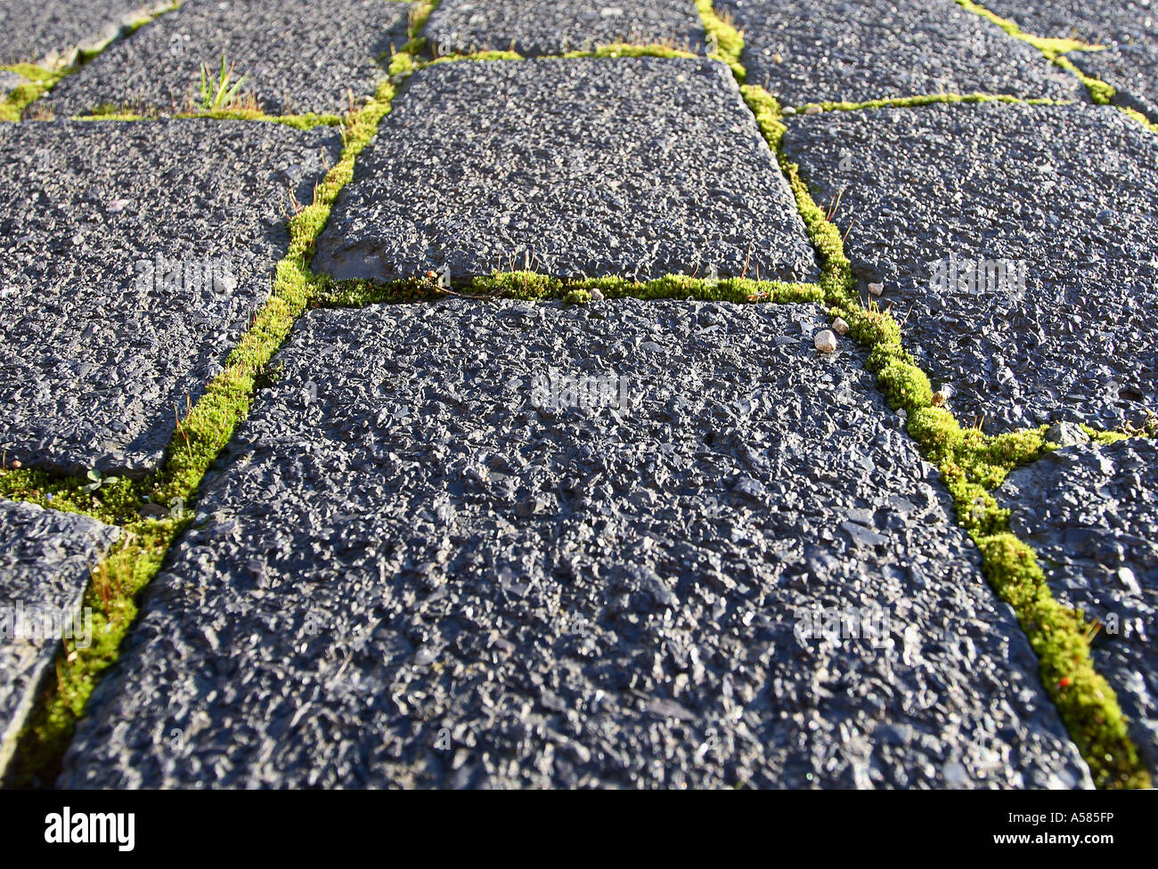 Pavement with moss Stock Photo Alamy