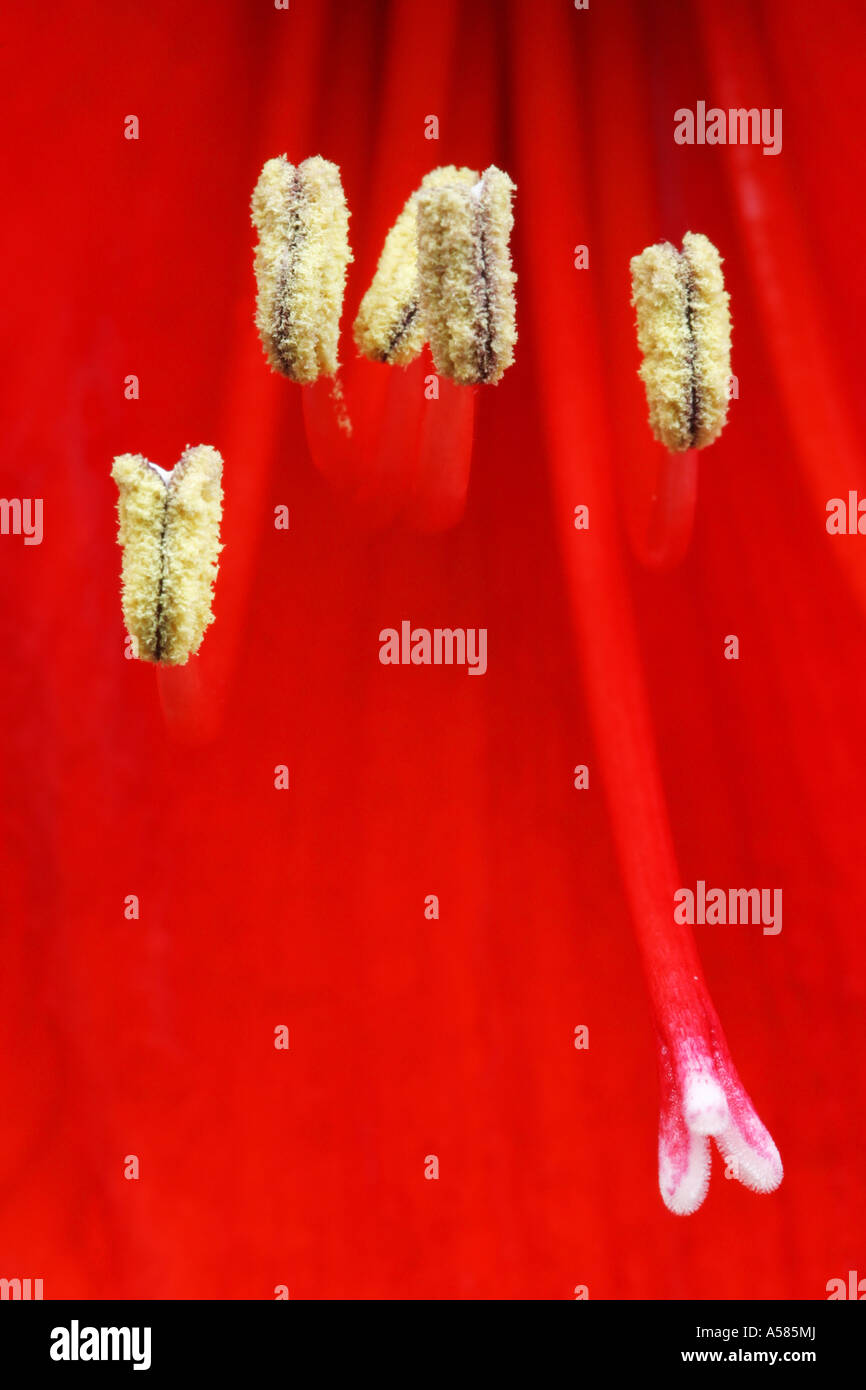 Stamens and pistil in the blossom of a red Hippeastrum Stock Photo