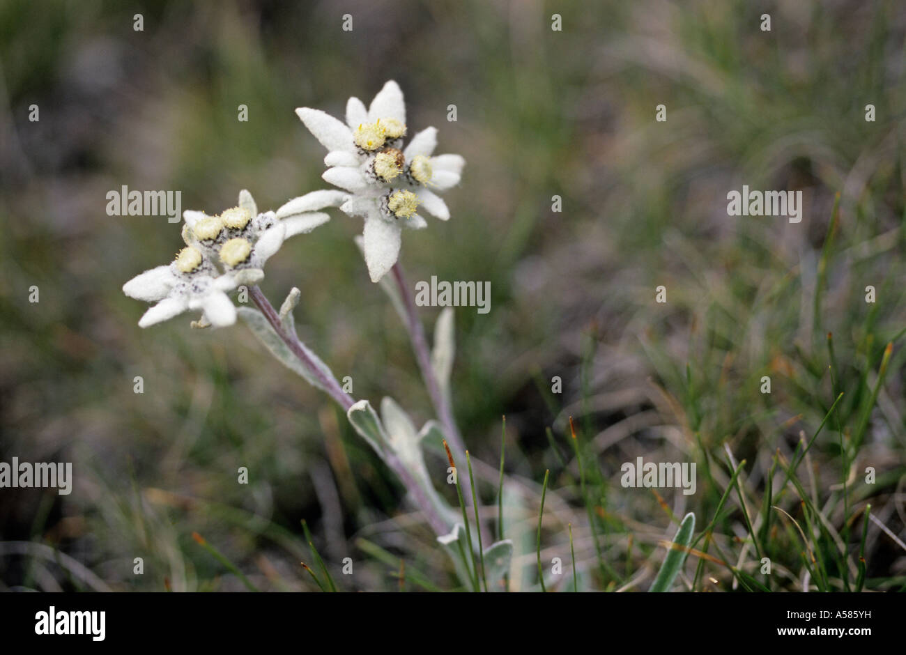 Edelweiss Leontopodium alpinum Stock Photo