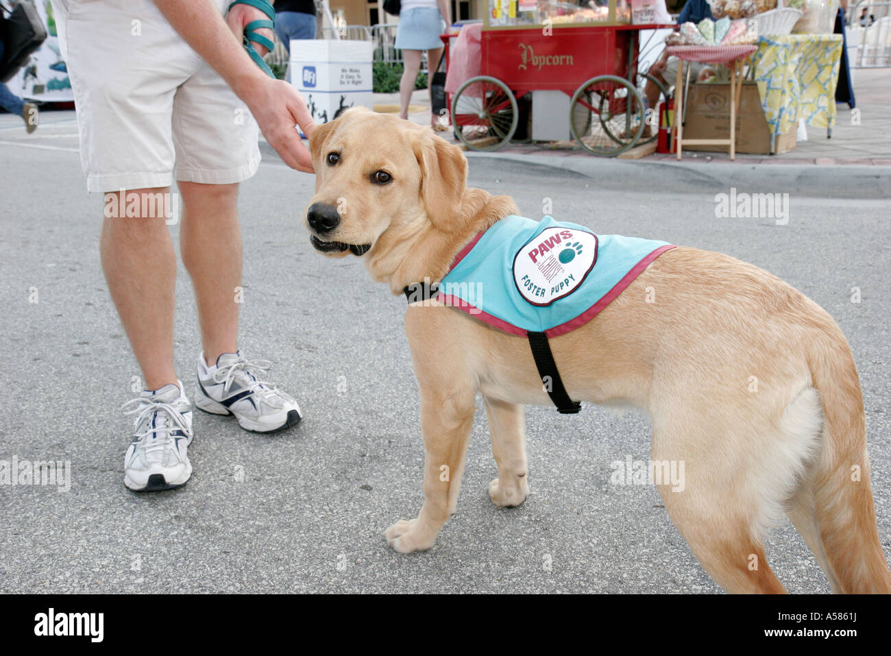 Paws cause foster puppy puppies hires stock photography and images Alamy