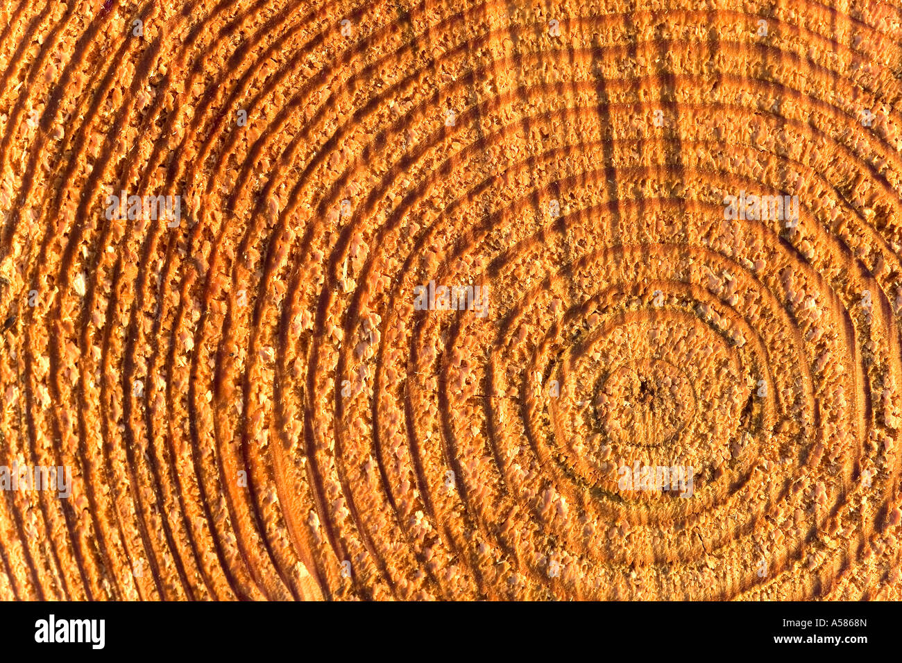 Tree rings, pine wood Stock Photo