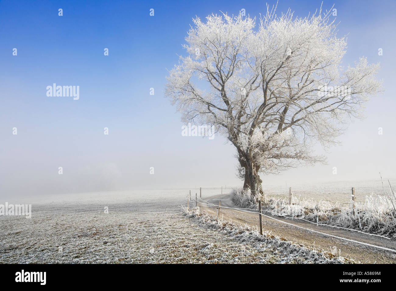 Field path in a winterly landscape with hoarfrost and fog, Sense district, Fribourg, Switzerland Stock Photo