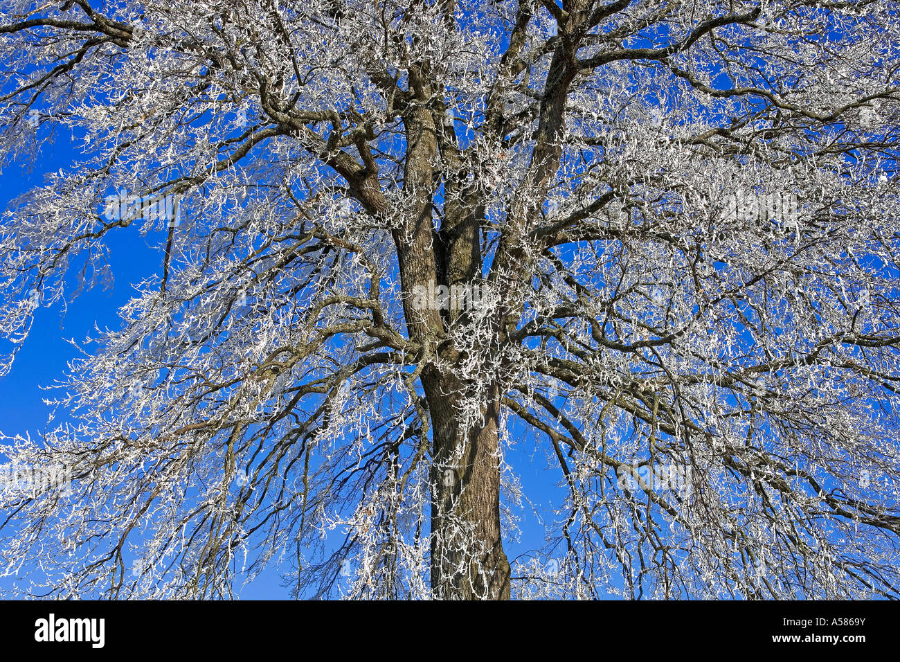 Hoarfrosted top of a pedunculate oak (Quercus robur) Stock Photo