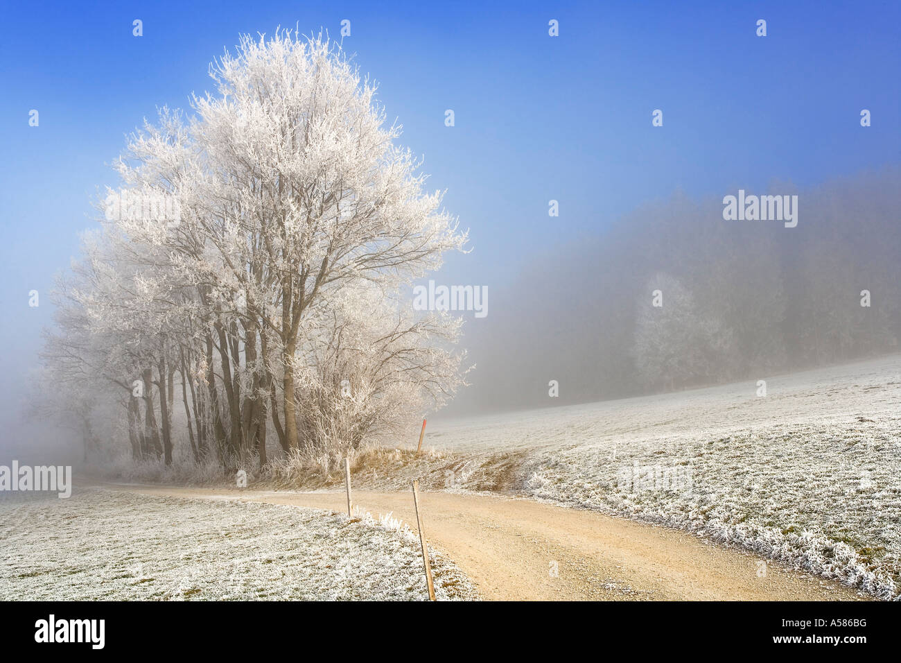 Field path in a winterly landscape with hoarfrost and fog, Sense district, Fribourg, Switzerland Stock Photo