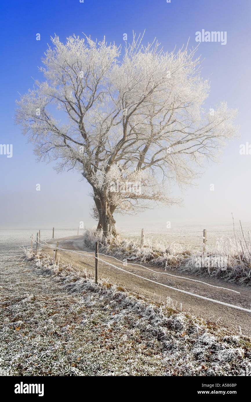 Field path in a winterly landscape with hoarfrost and fog, Fribourg, Switzerland Stock Photo