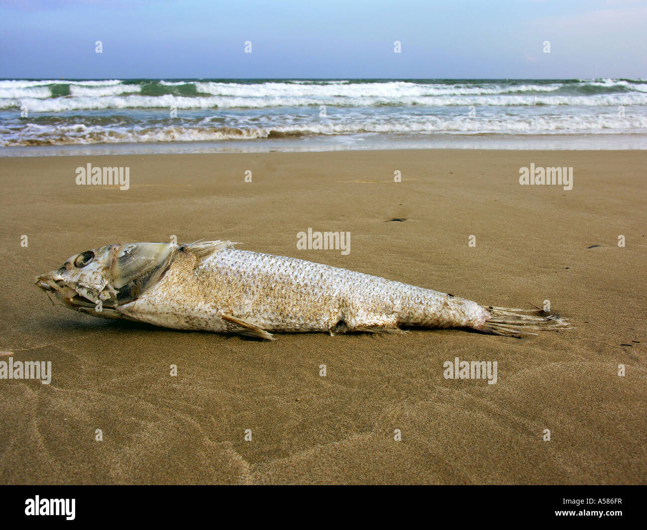 Dead stranded fish on the beach Stock Photo