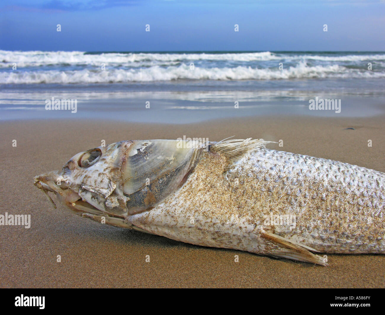 Dead stranded fish on the beach Stock Photo