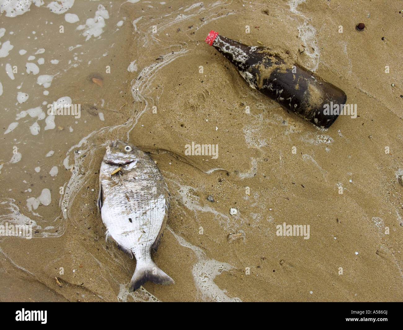 Dead stranded fish and a bottle on the beach Stock Photo