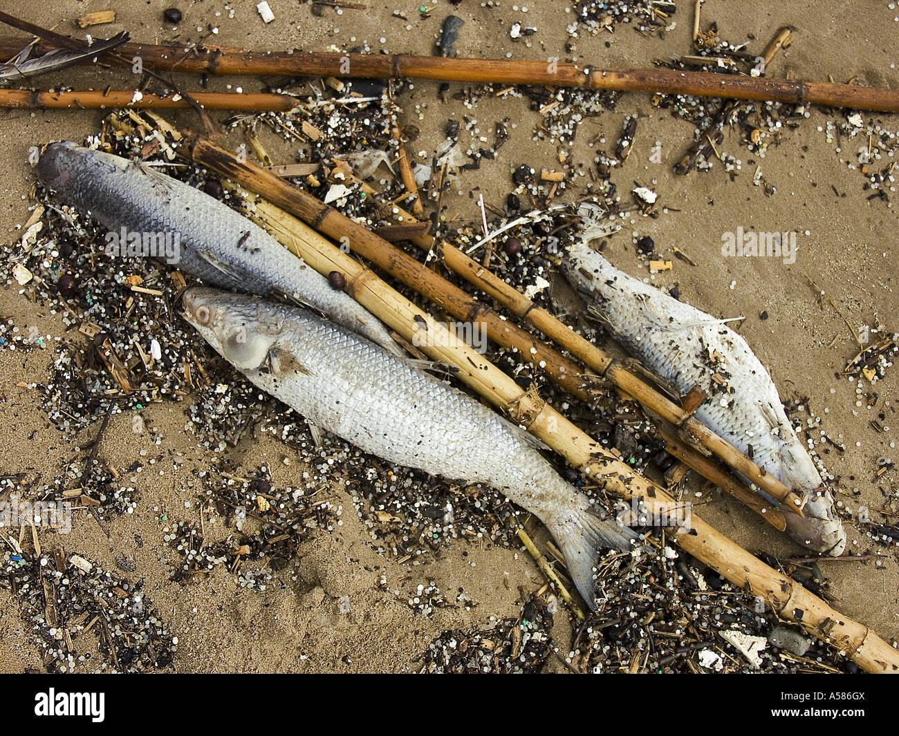 Dead stranded fishes on the beach Stock Photo