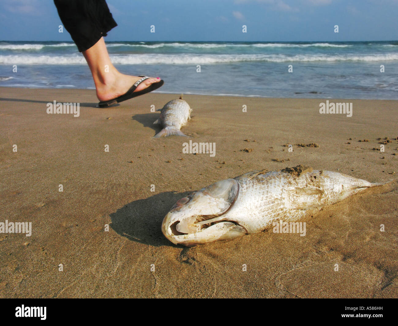 Female walker and dead stranded fish on the beach Stock Photo