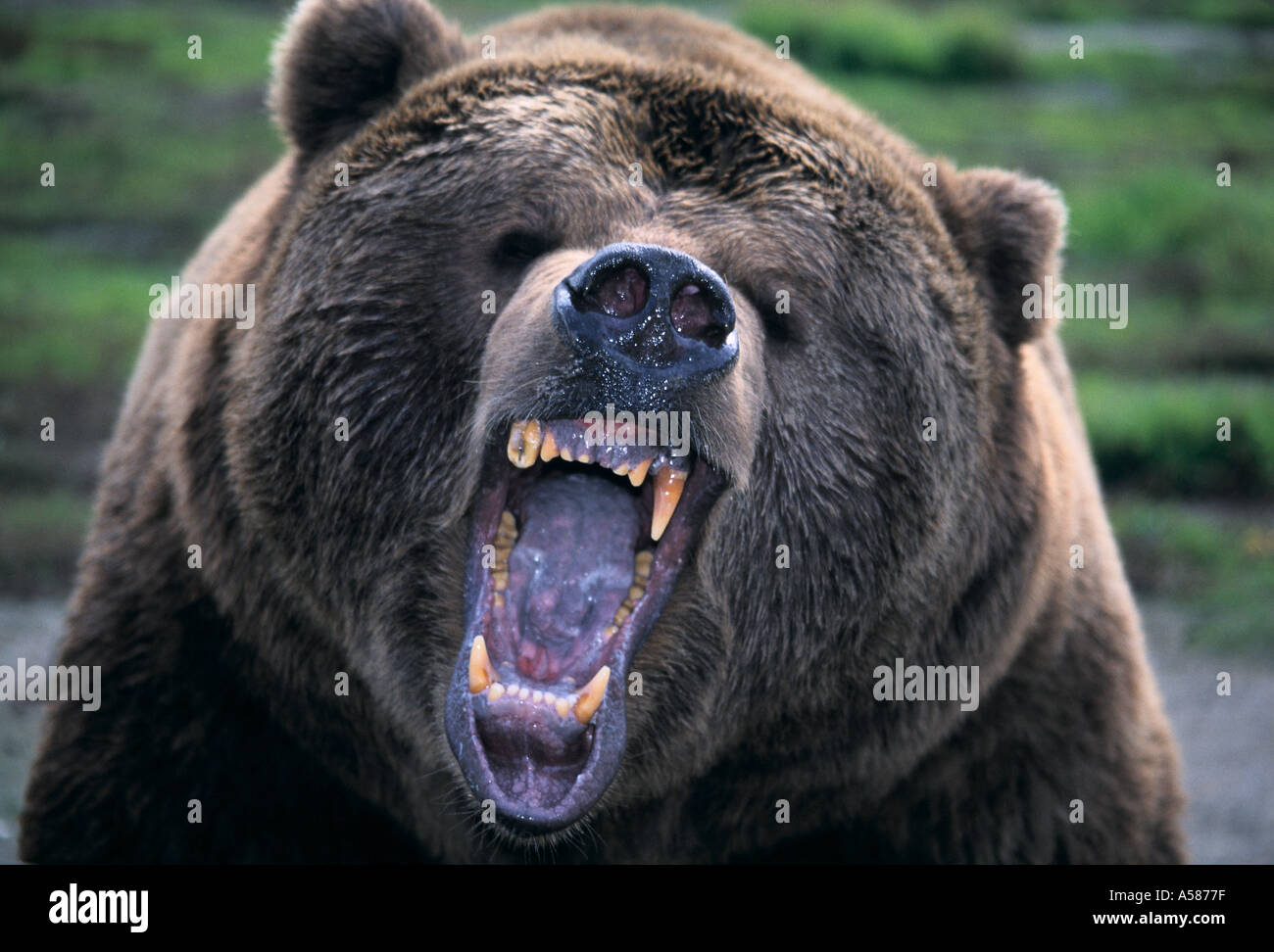 Close up of a ferociously growling Kodiak Bear U A Middendorffi Stock Photo