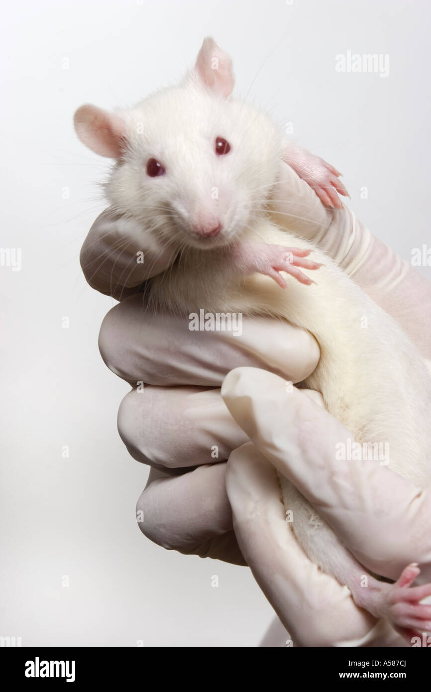 White rat Stock Photo